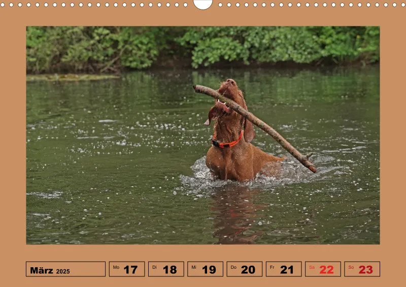 2025 A3 Wochenkalender Faszination Magyar Vizsla