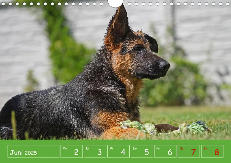A4 2025 Wochenkalender Schäferhündin