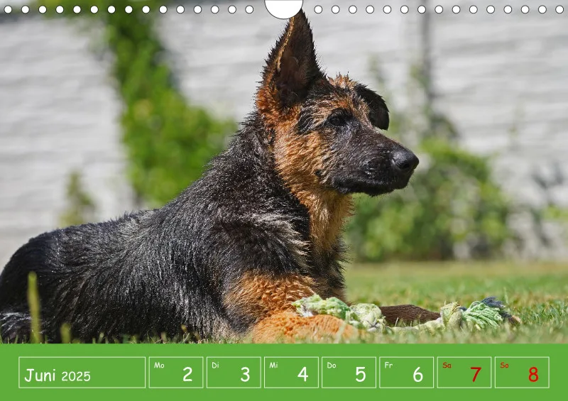 A4 2025 Wochenkalender Schäferhündin