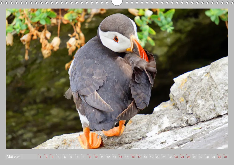 2026 A3 Gefiederpflege