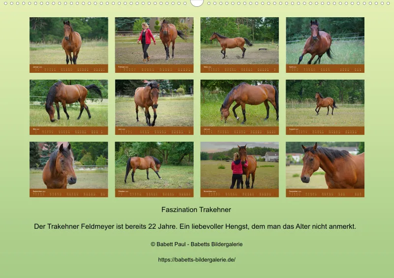 2025 A2 Faszination Trakehner