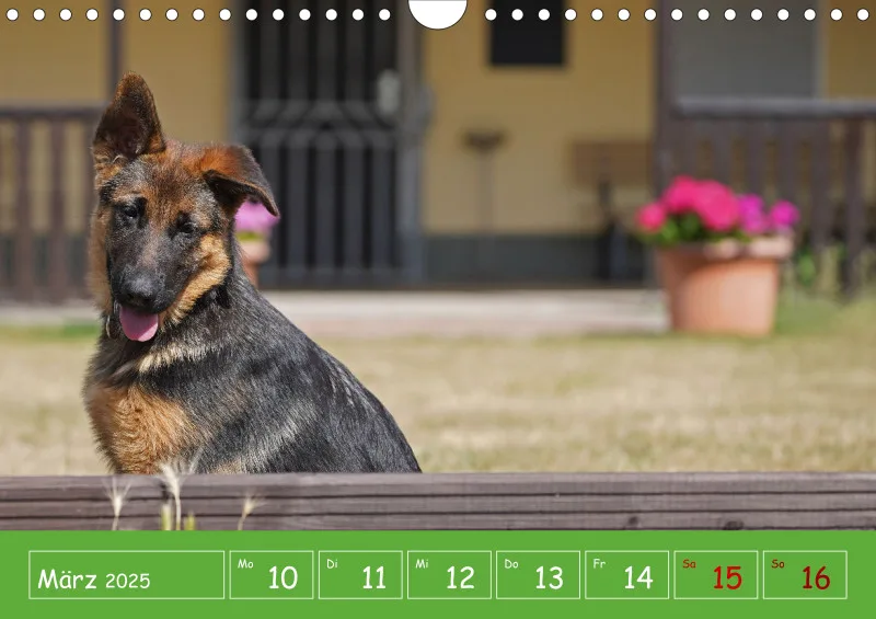 A4 2025 Wochenkalender Schäferhündin