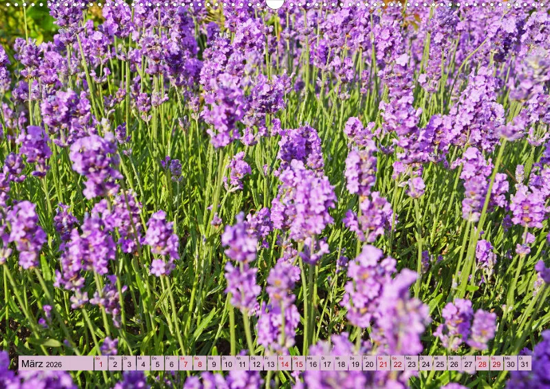 2026 A2 Farbzauber Lavendel