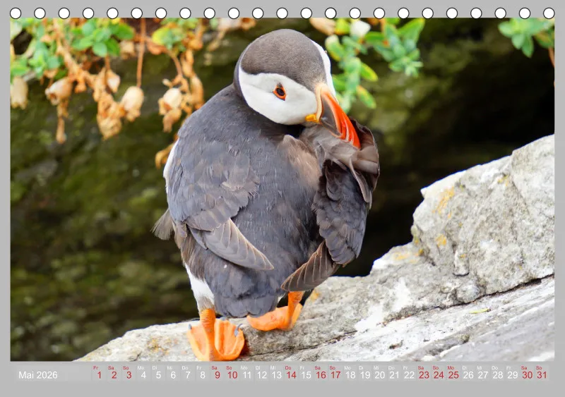 2026 Tischkalender A5 Papageitaucher - Kleine Vögel ganz groß!
