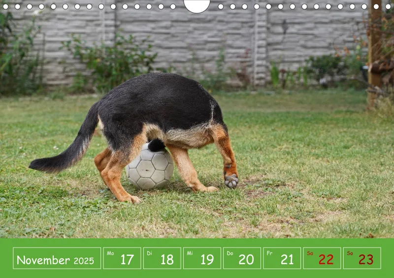 A4 2025 Wochenkalender Schäferhündin