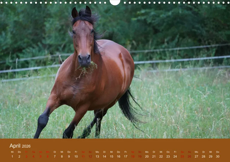 2026 A3 Faszination Trakehner