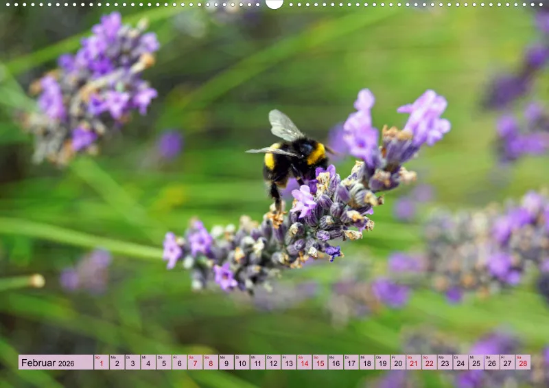 2026 A2 Farbzauber Lavendel