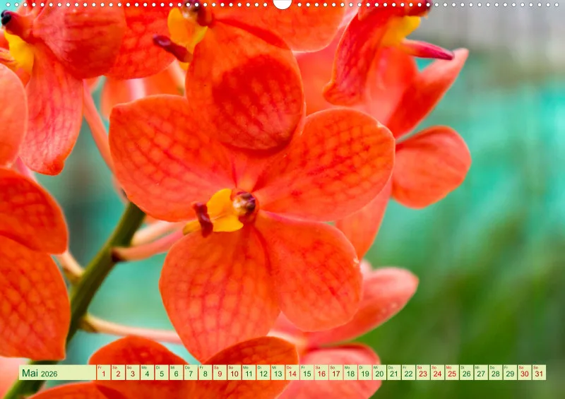 2026 A2 Farbzauber Orchideen