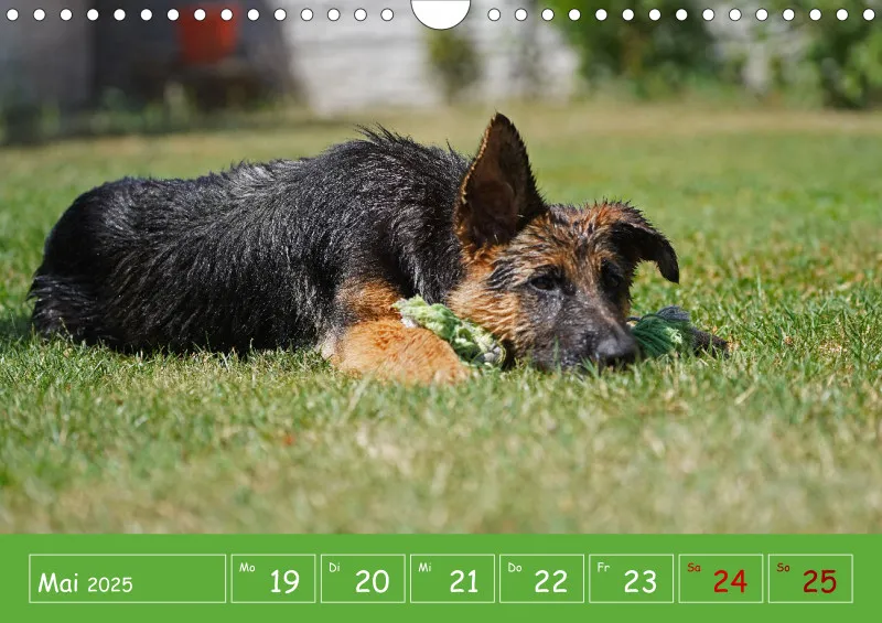 A4 2025 Wochenkalender Schäferhündin