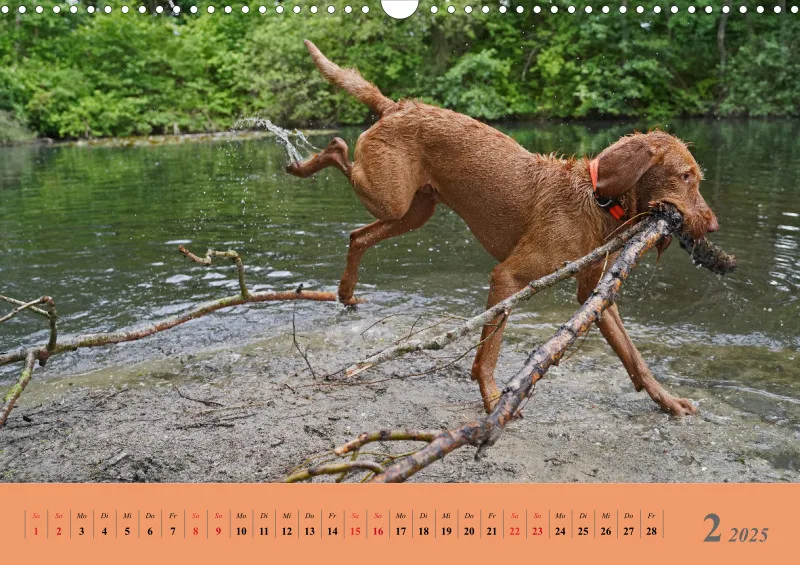 2025 A3 Faszination Magyar Vizsla