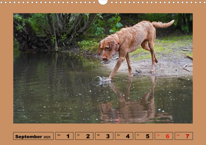 2025 A3 Wochenkalender Faszination Magyar Vizsla