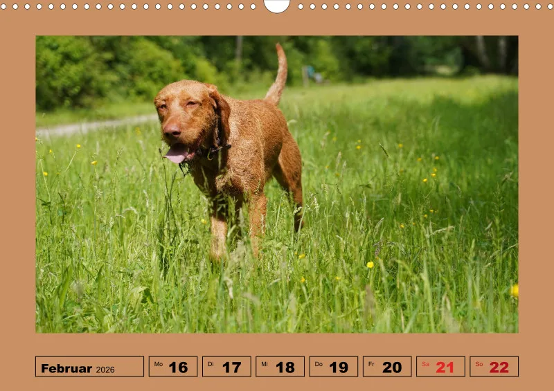 2026 A3 Wochenkalender Faszination Magyar Vizsla