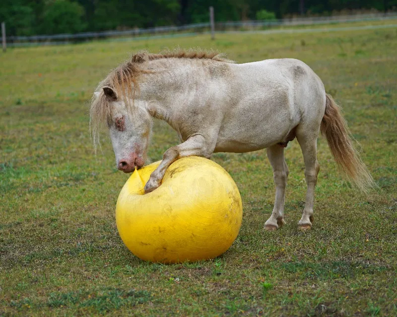 Fredo mit Ball