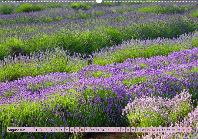 2025 A2 Farbzauber Lavendel