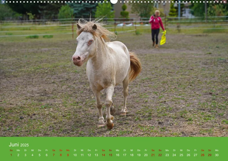 2025 A2 Faszination Shetlandpony