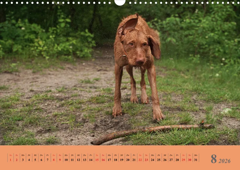 2026 A3 Faszination Magyar Vizsla