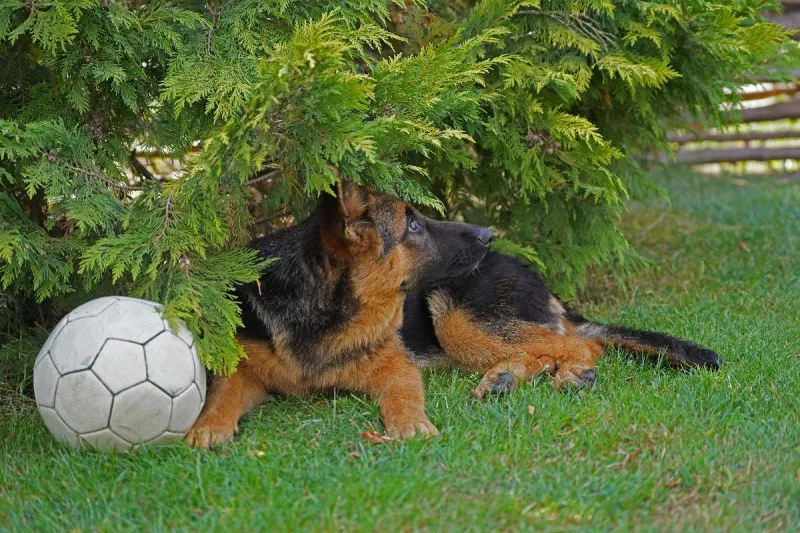 Schäferhündin liegend unter Baum