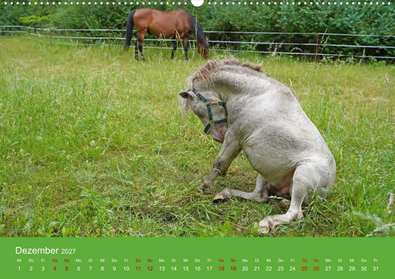 2027 A2 Faszination Shetlandpony