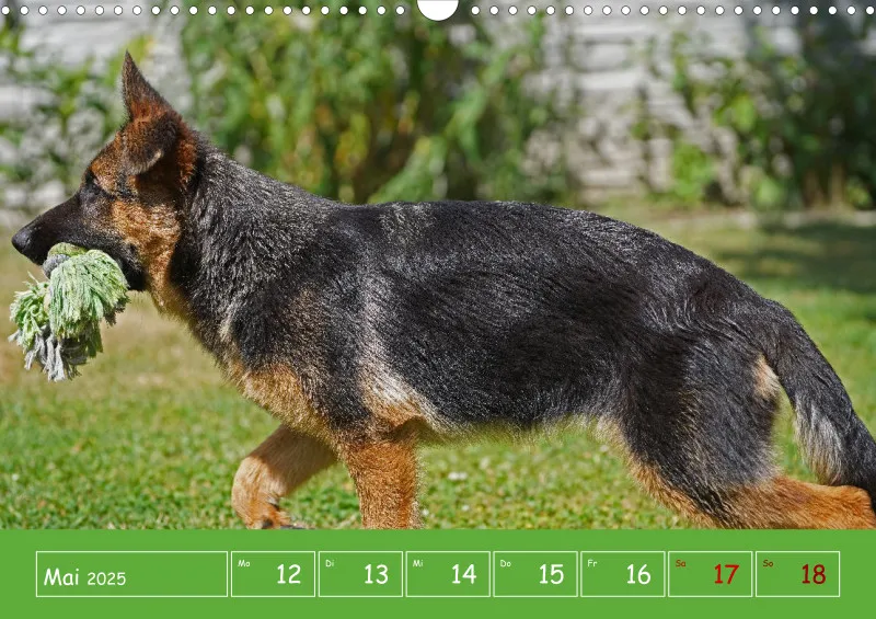 A3 2025 Wochenkalender Schäferhund