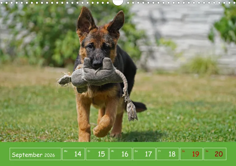 A3 2026 Wochenkalender Schäferhund