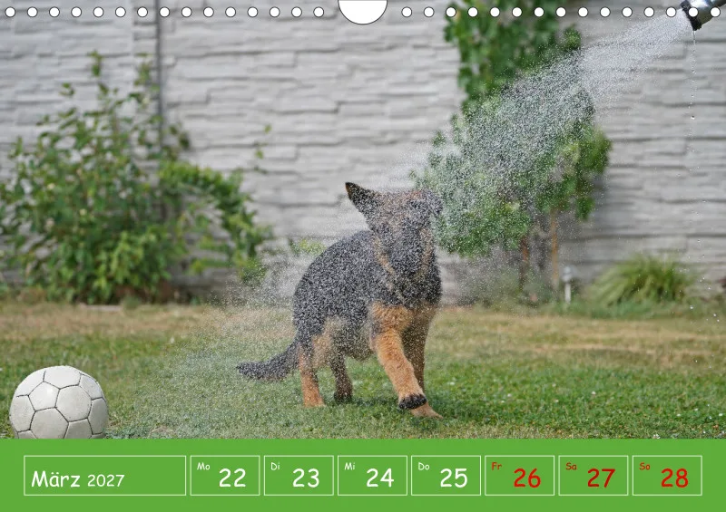 A4 2027 Wochenkalender Schäferhündin