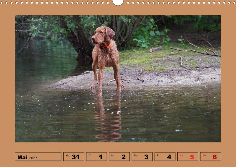 2027 A3 Wochenkalender Faszination Magyar Vizsla