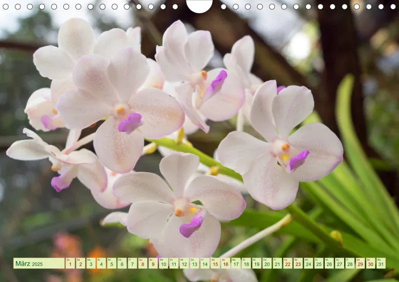 2025 A4 Farbzauber Orchideen