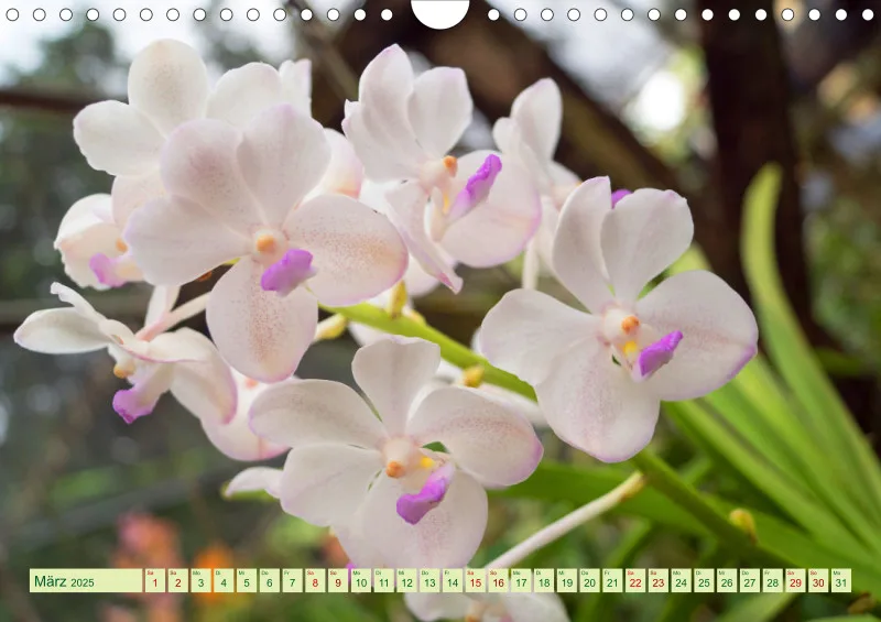 2025 A4 Farbzauber Orchideen