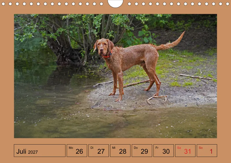 2027 A4 Wochenkalender Faszination Magyar Vizsla