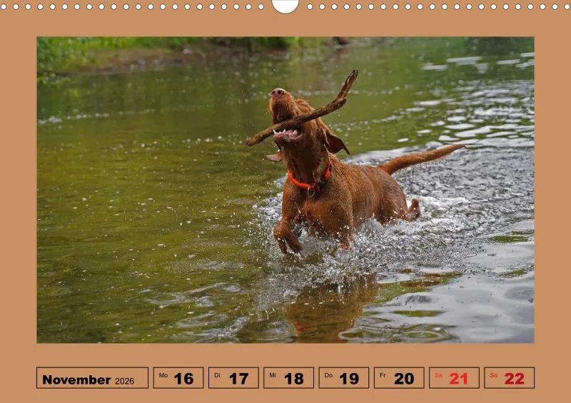2026 A3 Wochenkalender Faszination Magyar Vizsla