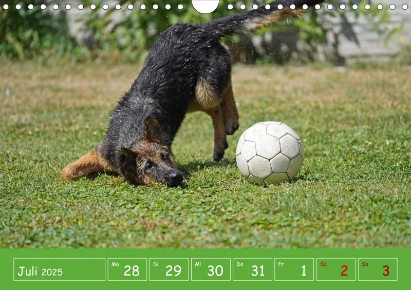 A4 2025 Wochenkalender Schäferhündin