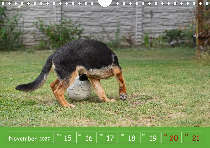 A4 2027 Wochenkalender Schäferhündin