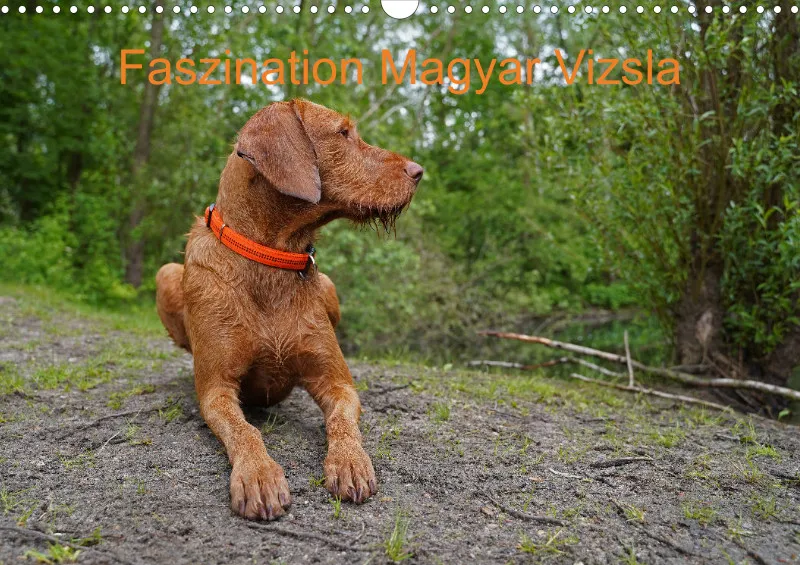 2026 A3 Faszination Magyar Vizsla