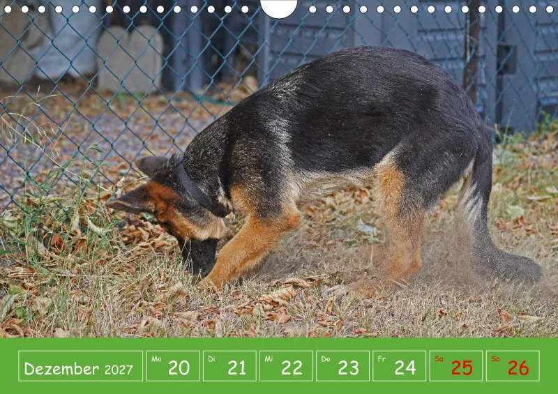 A4 2027 Wochenkalender Schäferhündin