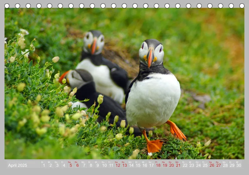 2025 Tischkalender A5 Papageitaucher - Kleine Vögel ganz groß!
