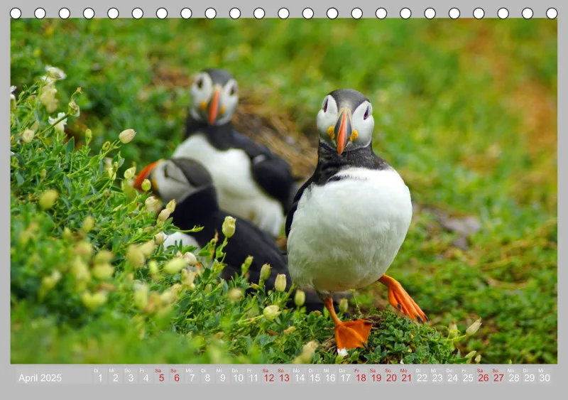 2025 Tischkalender A5 Papageitaucher - Kleine Vögel ganz groß!