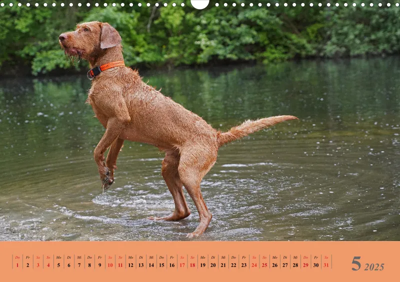 2025 A3 Faszination Magyar Vizsla