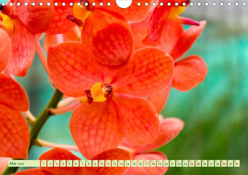 2025 A4 Farbzauber Orchideen