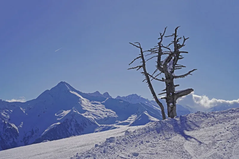 Abgestorbener Baum im Schnee vor Alpenpanorama