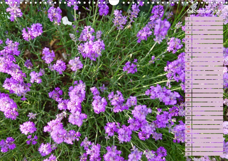 2027 A3 Terminplaner Farbzauber Lavendel