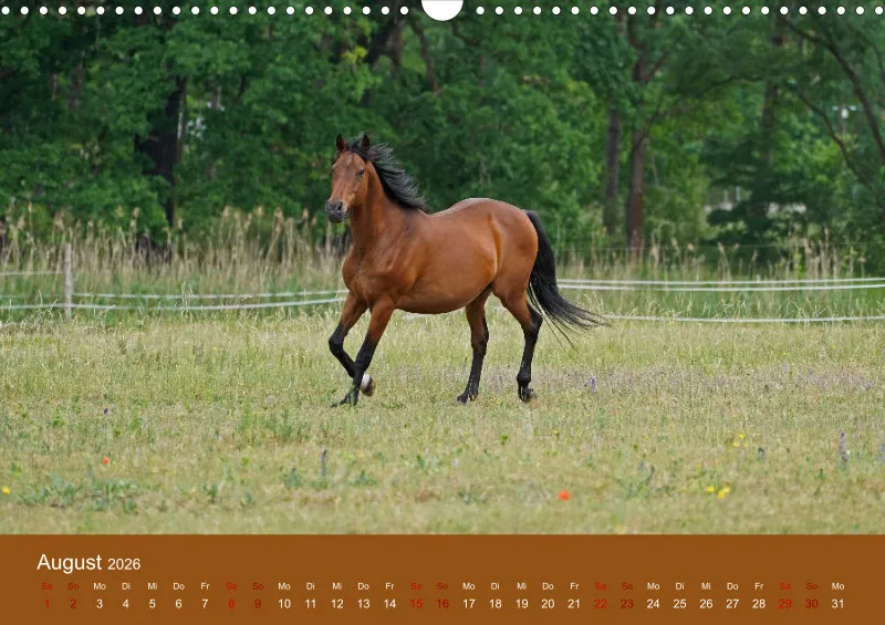 2026 A3 Faszination Trakehner