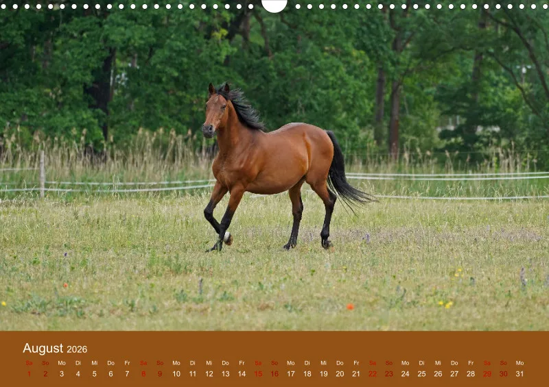 2026 A3 Faszination Trakehner