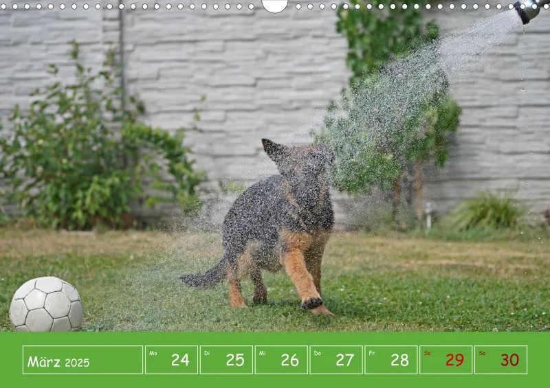 A3 2025 Wochenkalender Schäferhund