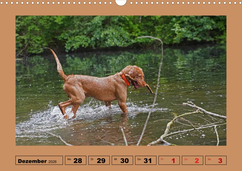 2026 A3 Wochenkalender Faszination Magyar Vizsla