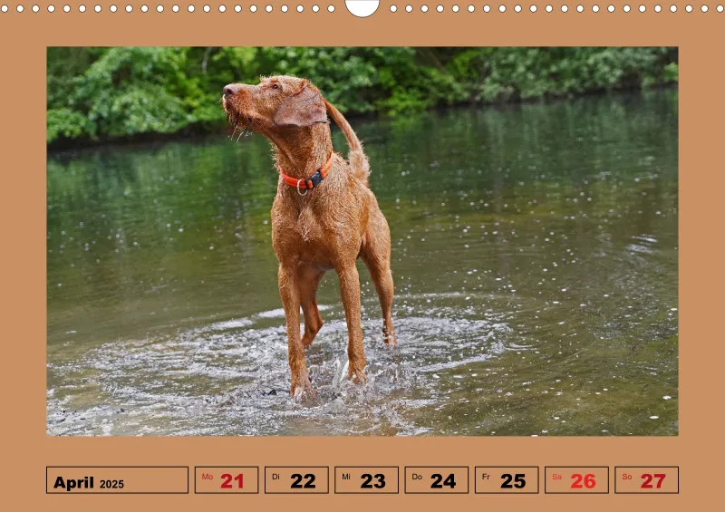 2025 A3 Wochenkalender Faszination Magyar Vizsla