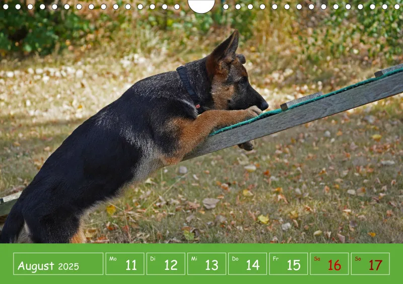 A4 2025 Wochenkalender Schäferhündin
