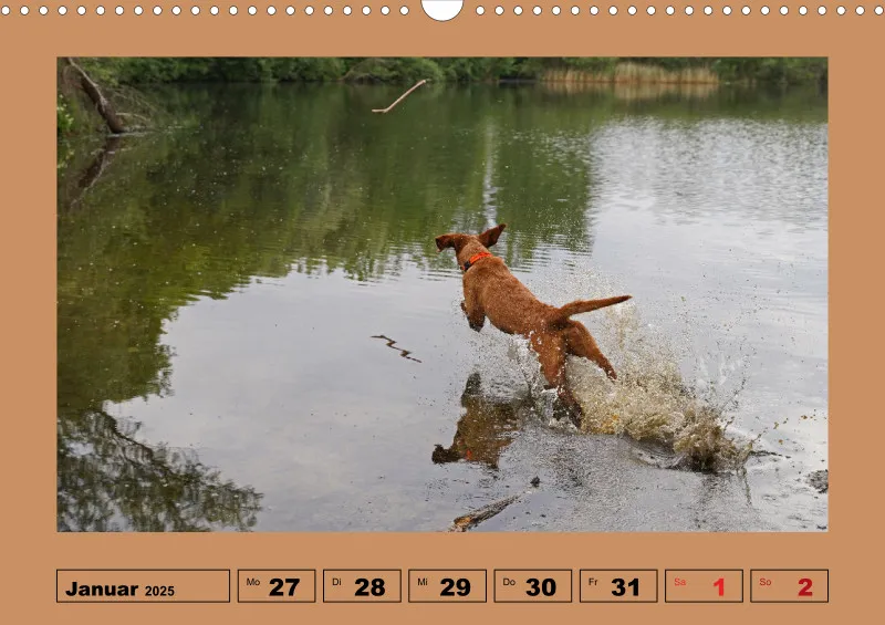 2025 A3 Wochenkalender Faszination Magyar Vizsla