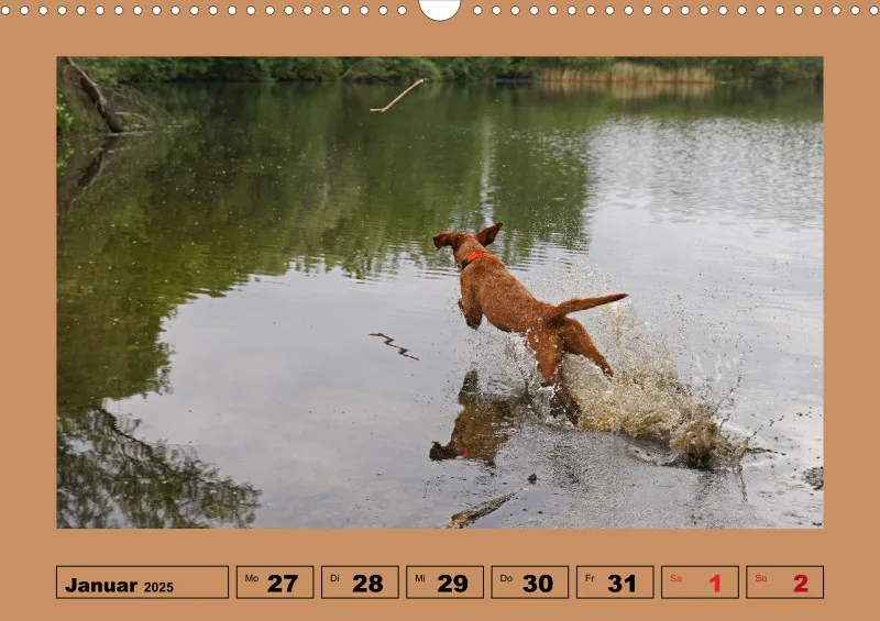 2025 A3 Wochenkalender Faszination Magyar Vizsla