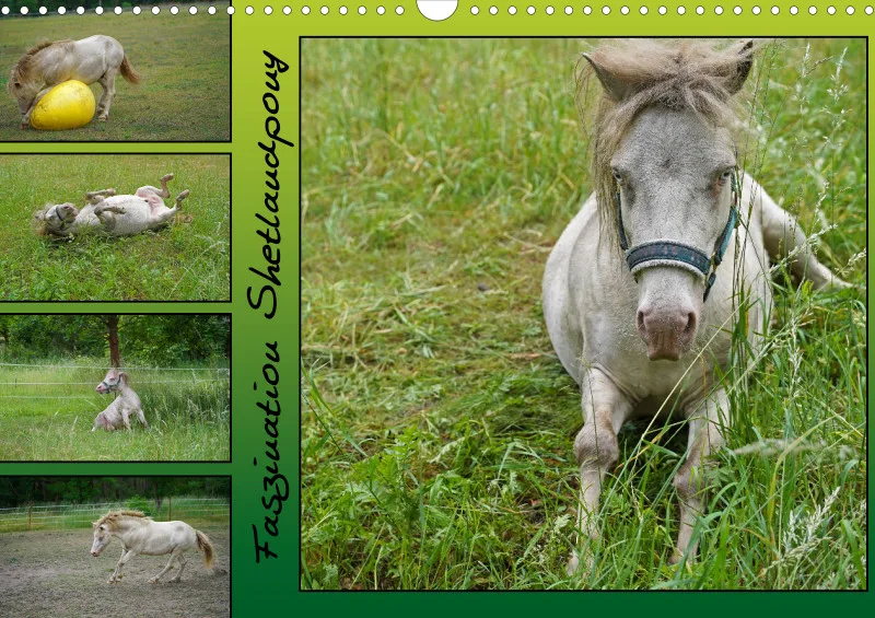 2026 A3 Faszination Shetlandpony