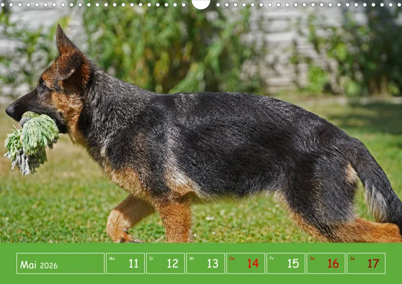 A3 2026 Wochenkalender Schäferhund
